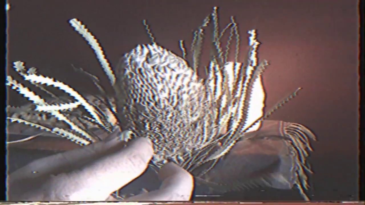 Morning TV - Let It Lie (Official Video)