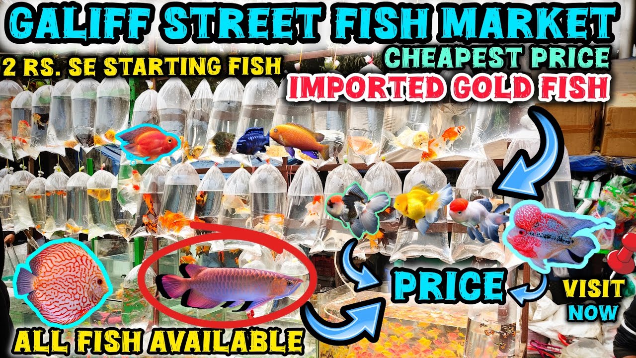 Galiff Street Pet Market ।‌📌All Fish Price Update Recent Video 📸। Exotic Gold Fish, Guppy Fish🐠।