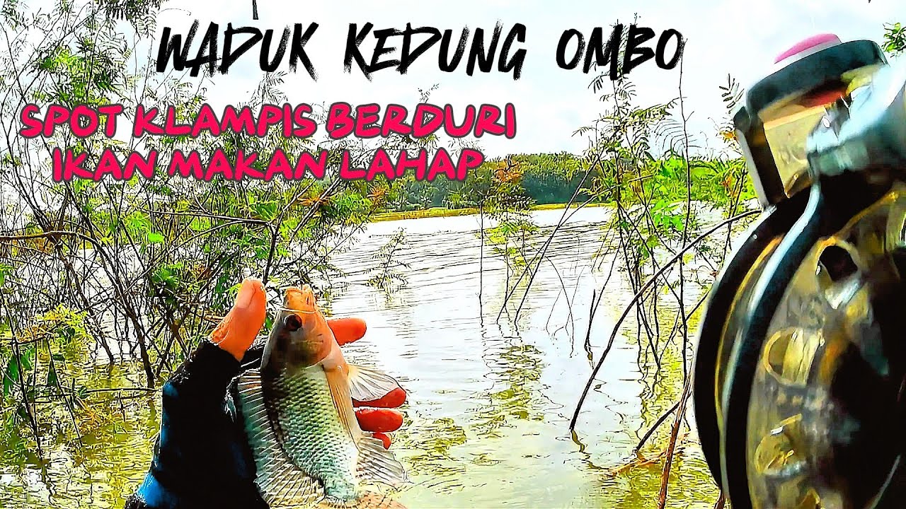 MANCING WKO‼️SPOT KLAMPIS BERDURI IKAN MAKAN SANGAT RAKUS || WKO TERBARU #mancing #fishing #tilapia 
