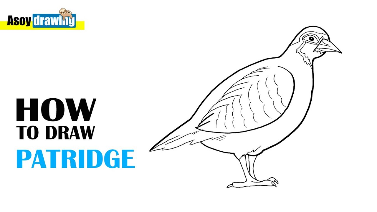 How to Draw Partridge