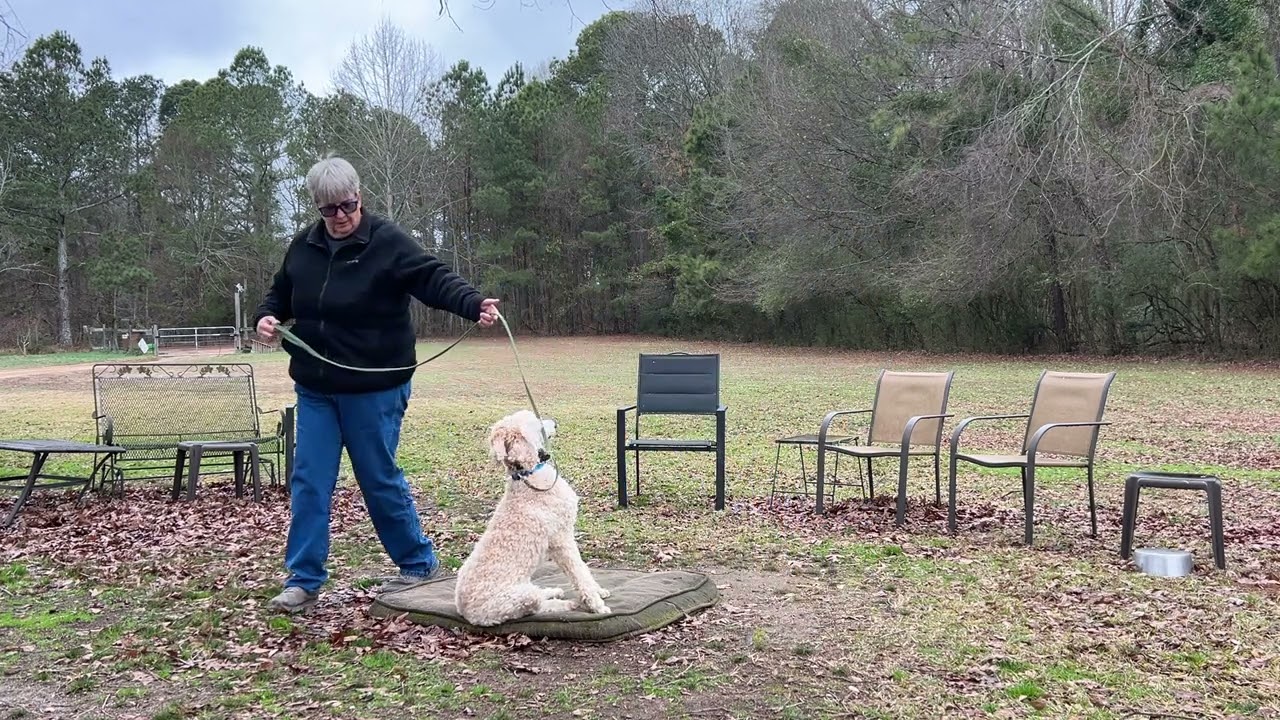 Zev - leash work + place intro
