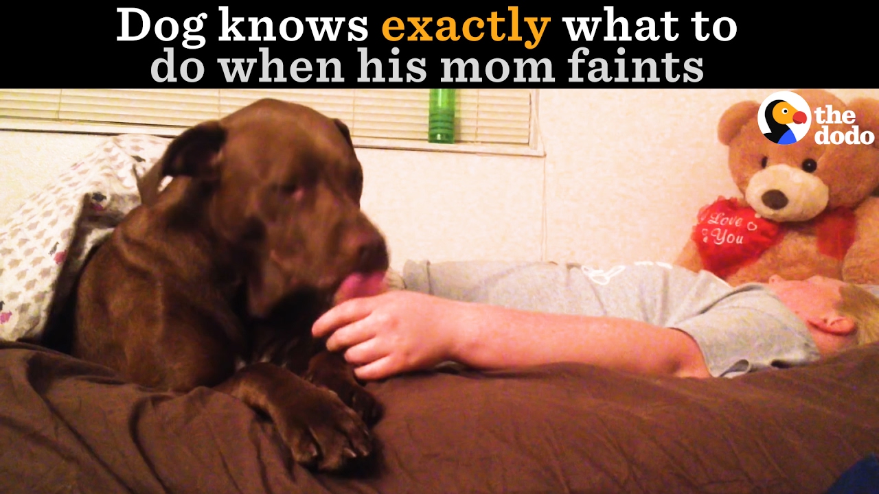 Service Dog Knows How To Help When His Mom Faints