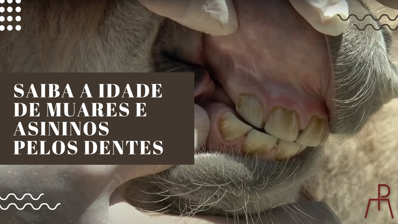 Idade pelos dentes de asininos e muares