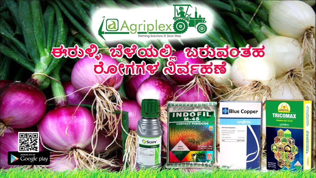 Management of Onion Diseases ( Purple Blotch/Leaf Blight ) ಈರುಳ್ಳಿ ಬೆಳೆಯಲ್ಲಿ ಬರುವಂತಹ ರೋಗಗಳ ನಿರ್ವಹಣೆ