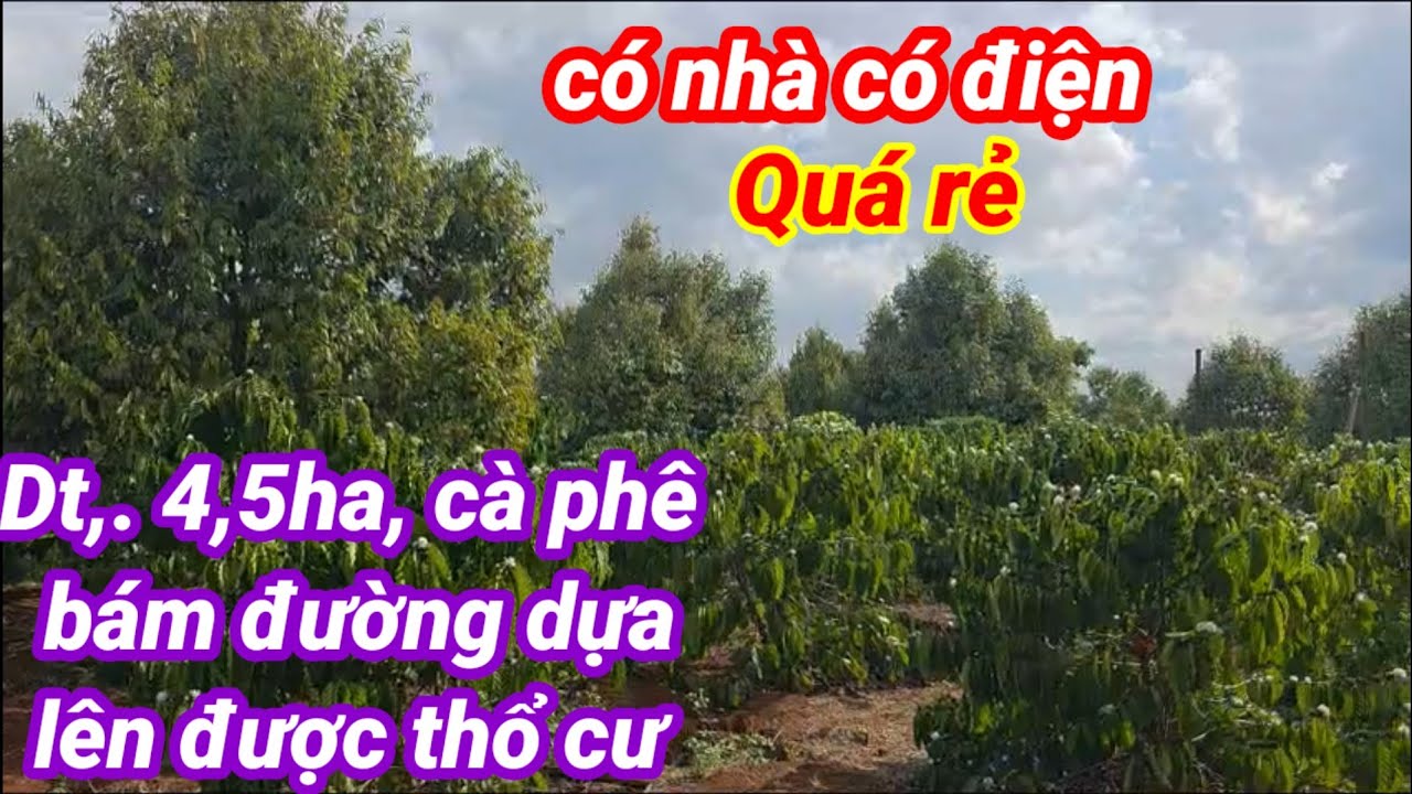 Dt 4,5ha 2 mặt.đường dựa, nằm ngay khu dân cư, lên được thổ ,giá 2 tỷ (1ha) huyện chư xê gia lai,