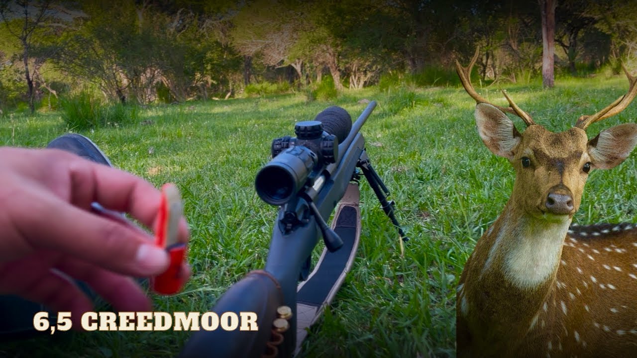 Mira esta Caza de CIERVO Axis y JABAL&Iacute; 🐗 🦌🔥