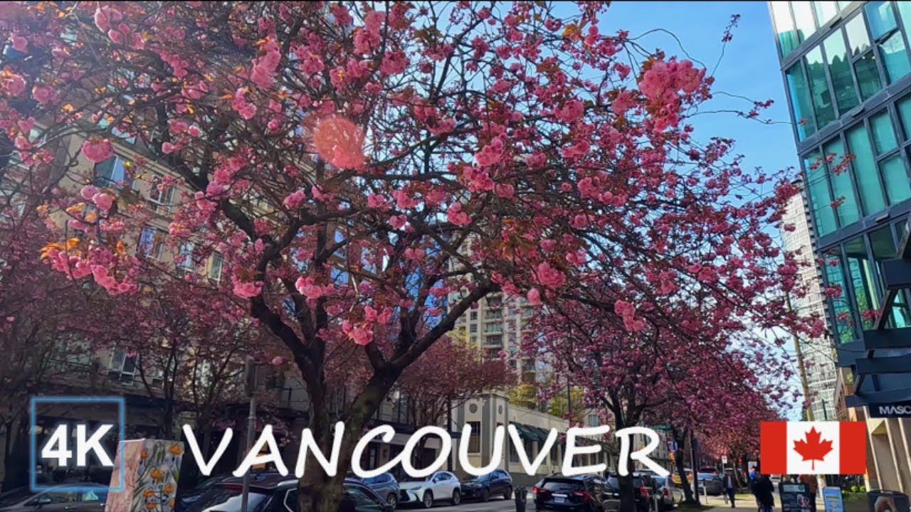 [4K] Downtown Vancouver Walking Tour at April | Cherry Blossoms | Vancouver BC Canada