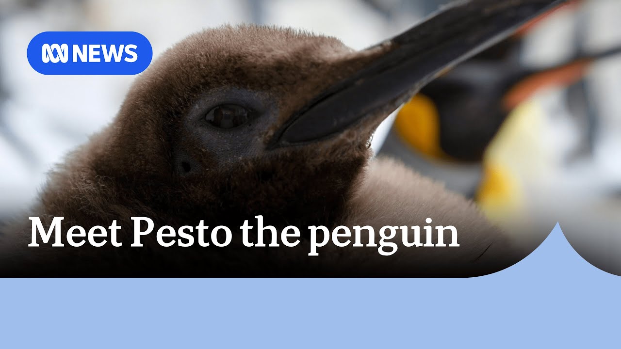 Pesto is the biggest penguin the Melbourne aquarium has ever had | ABC News
