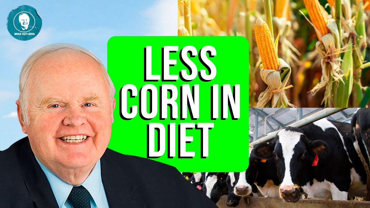 Can I increase the amount of forage in the diet?
