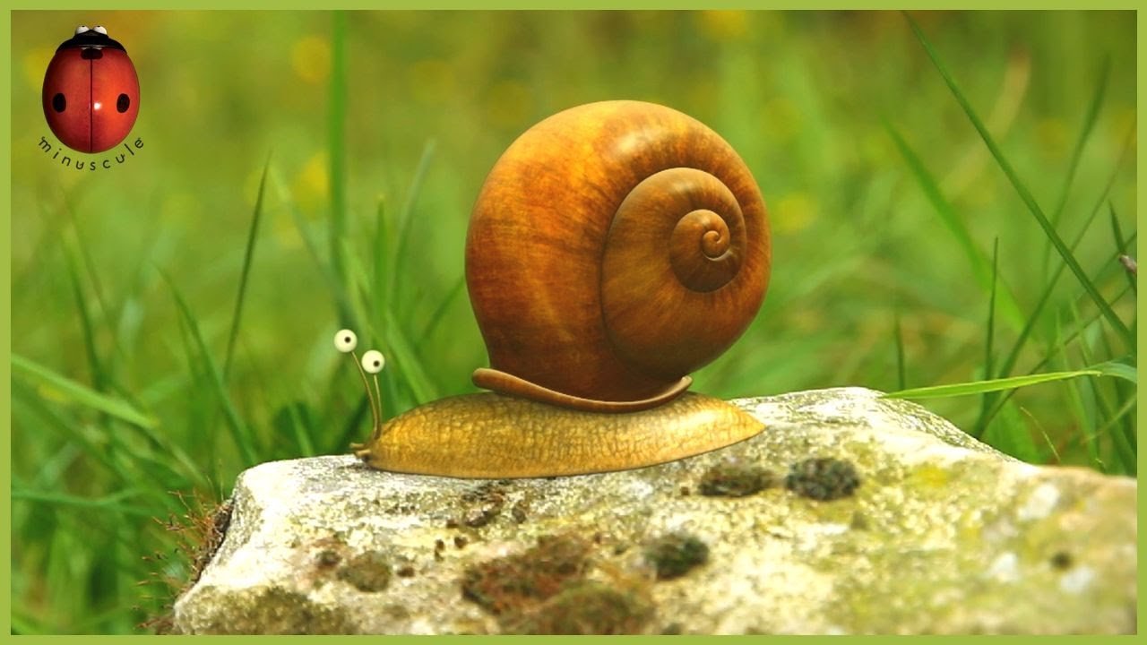 The Long Road | Minuscule 🍃 50' Compilation