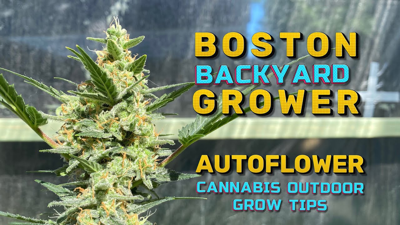 Timelapse Autoflower Cannabis Plants Outdoor Autoflower Cannabis Grow Tips