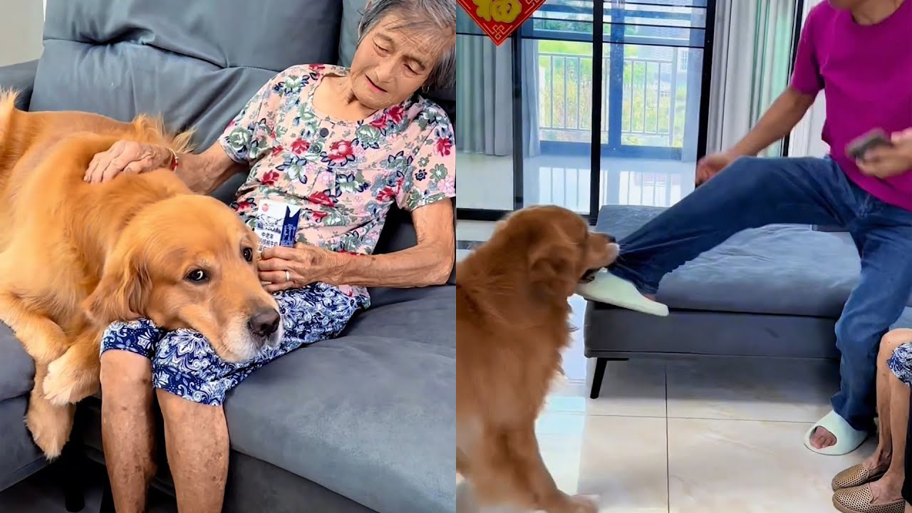 Мао Мао — человек!❤️