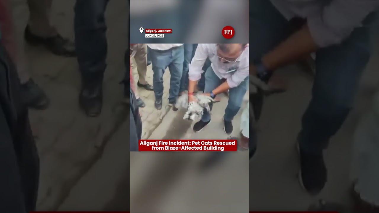 Пожар в Алигандже, Лакхнау: спасатели вызволили кошек из горящего зоомагазина