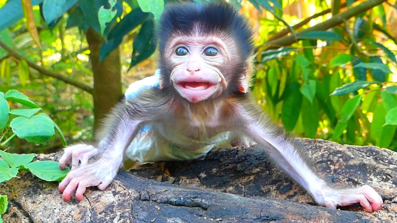 The baby monkey lives in fear.