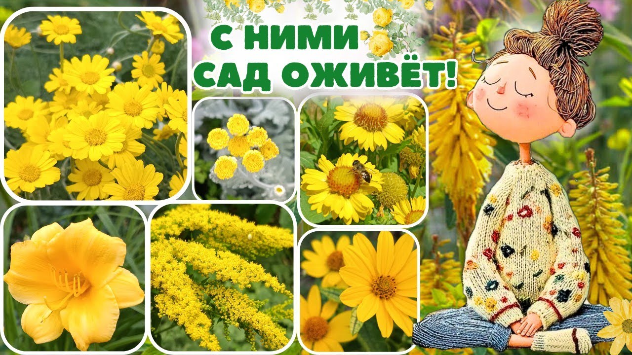 Великолепные многолетники для желтых нюансов в саду. Обзор сортов в цветнике. Удачные сочетания.