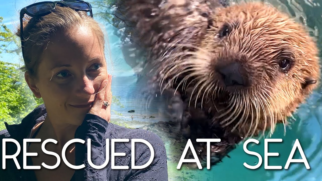How and Why We RESCUE Marine Mammals