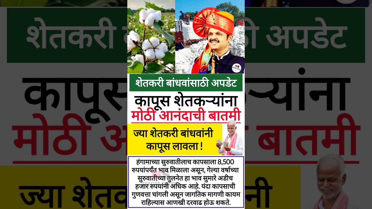 कापूस शेतकऱ्यांसाठी अपडेट 🔴 #shorts #kapas #kapasnabhav #shetkari #update #कापूस #कापूसभाव #news