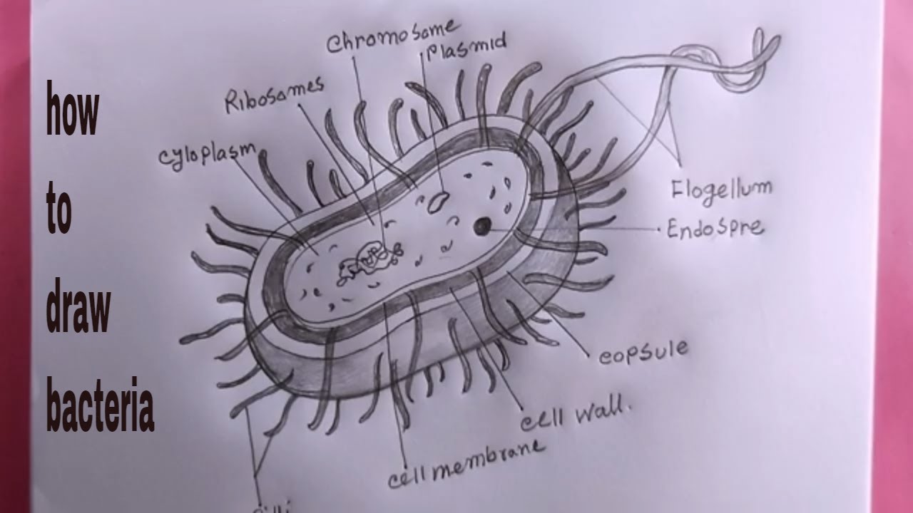 how to draw bacteria/bacteria diagram drawing