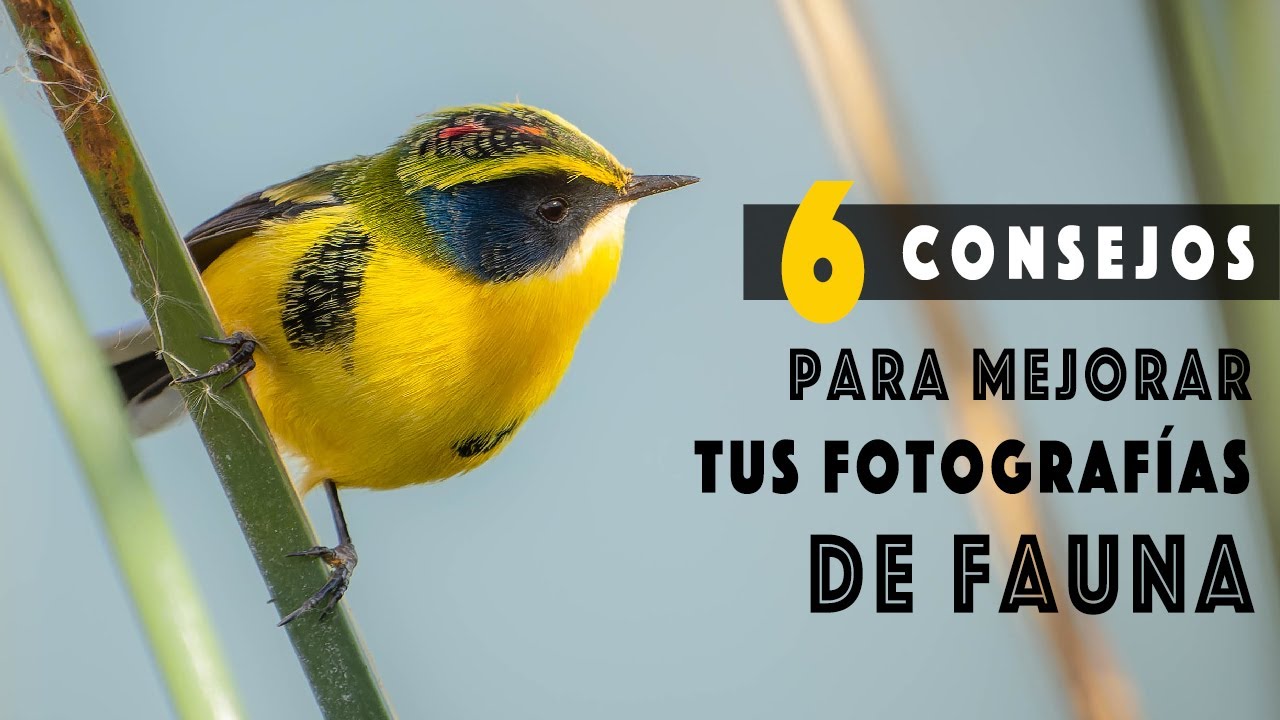 Mejorando el fondo de nuestras fotografías de Fauna
