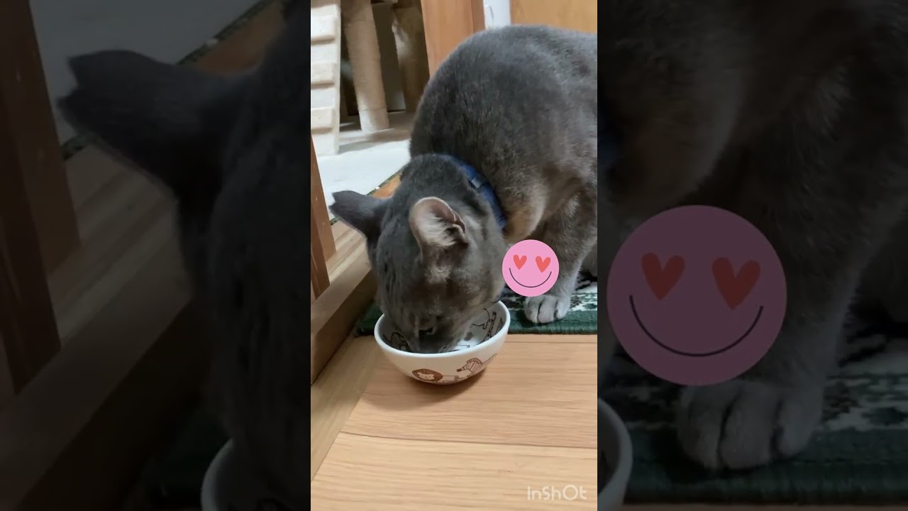 ある猫の一日