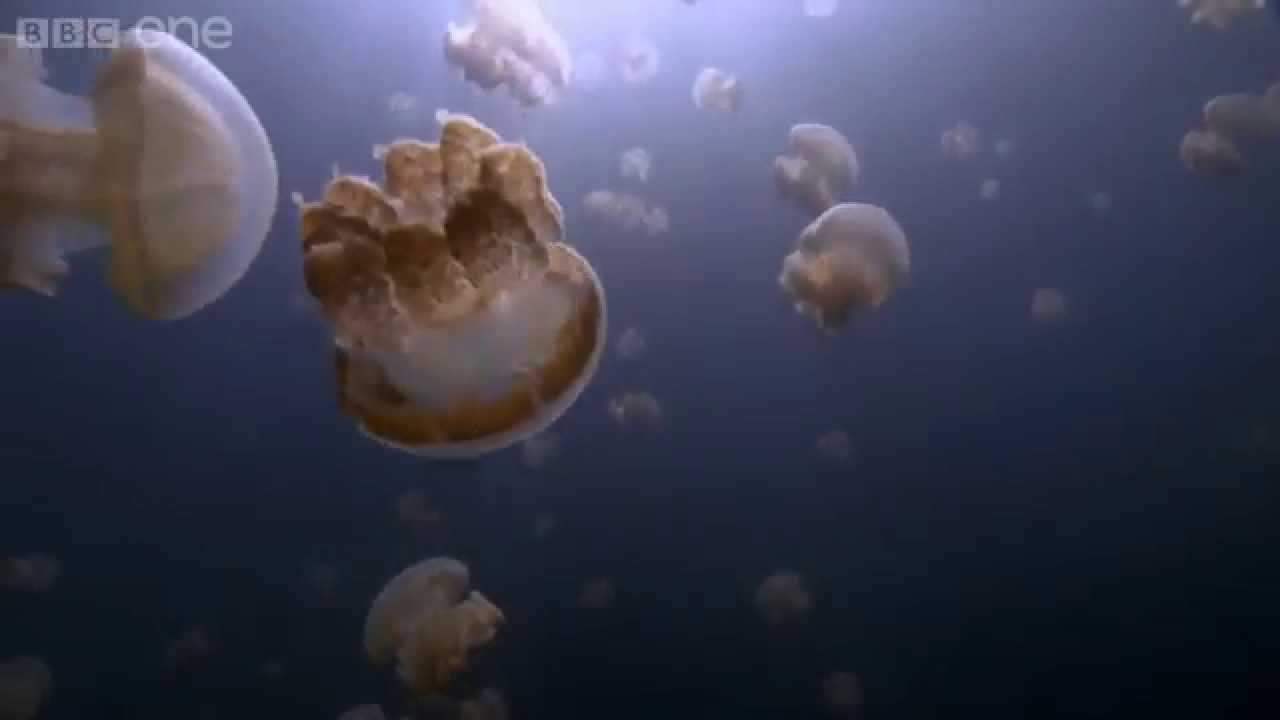 Jellyfish lake - 24 Hours on Earth: Preview - BBC