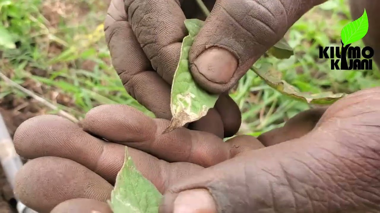 MBINU ZA KUDHIBITI CHORACHORA KATIKA NYANYA