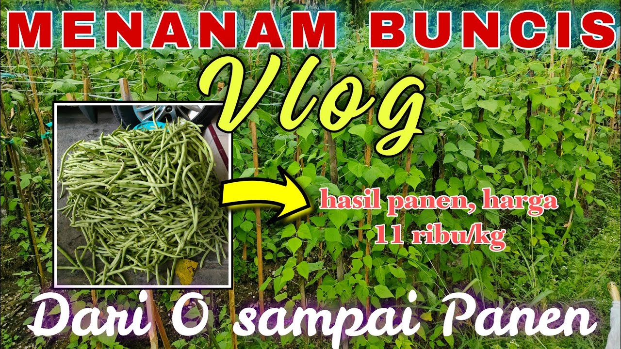 VLOG MENANAM BUNCIS DARI 0 SAMPAI PANEN FULL SELAMA 49 HARI