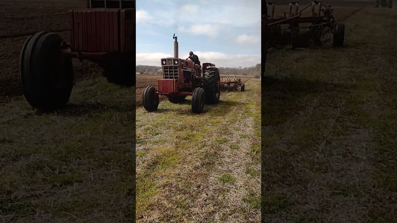 International 1456 and 1466 black stripe plowing #farmall51 #farmall #tractor #plowing