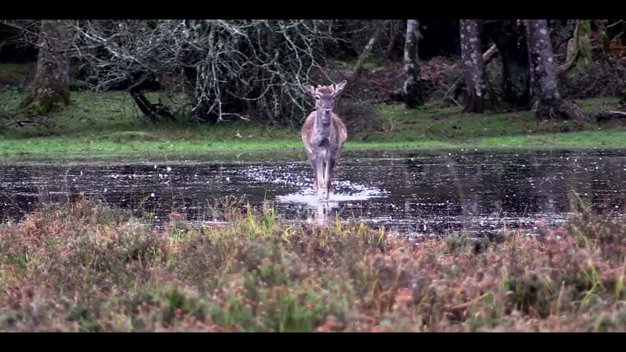IRANIAN FALLOW DEER &ndash; THE OZONE FACTOR WEB SERIES