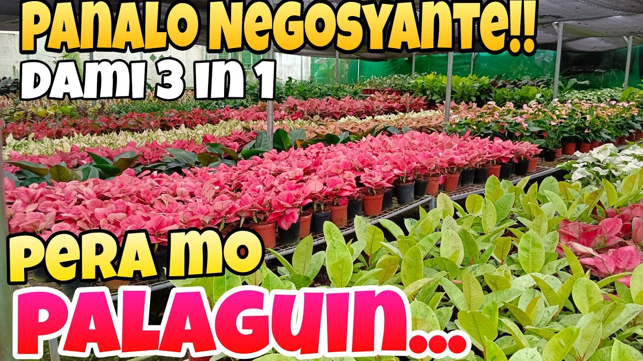 Ipropa /Irepot? Pera mo Palaguin sa Halaman Walang Talo! #garden  #enjoy  #business #plants