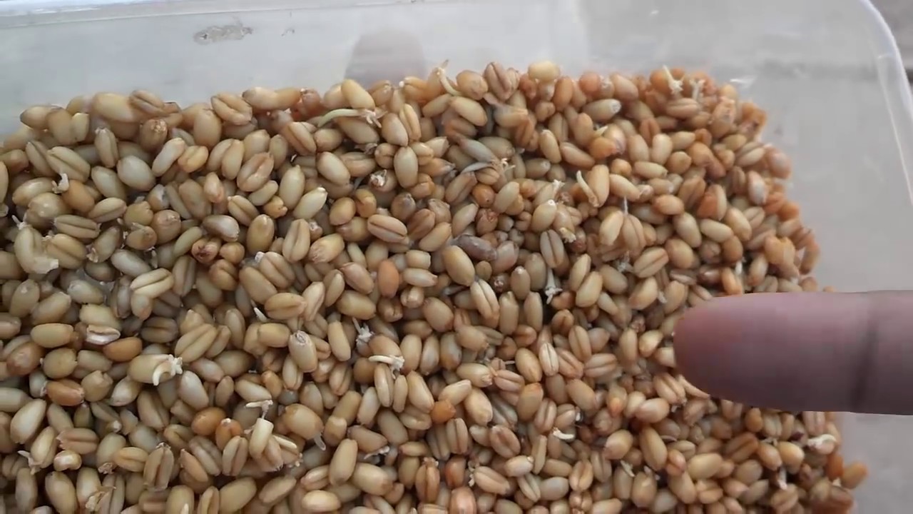 How To Soft Food For Birds | What Is Sprouts | What Food Can Budgies Eat (Urdu/Hindi)