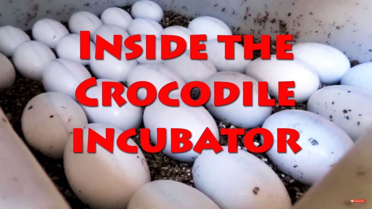 Crocodile Incubator: Why Air Bubbles Are Important