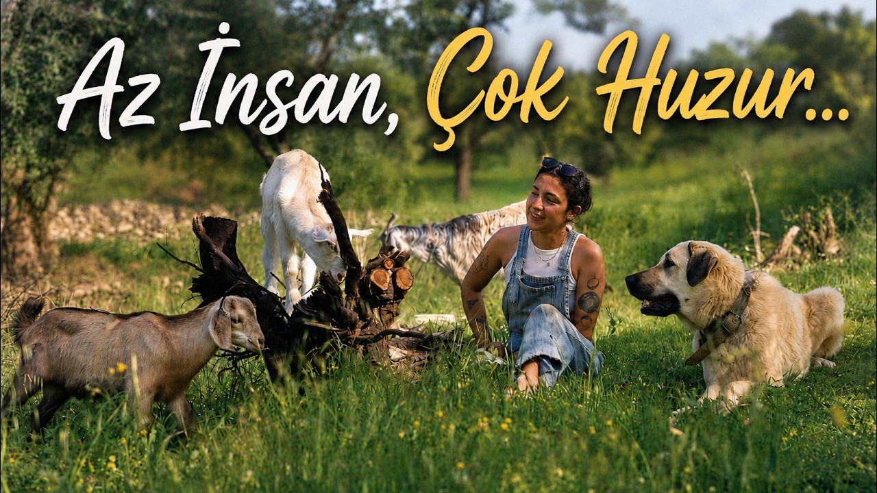 Şehre İstifa, Çiftliği Kurduk Datça'ya! Oğlaklar, Tavuklar, Doğal Tarım ve Çiftlik Turu
