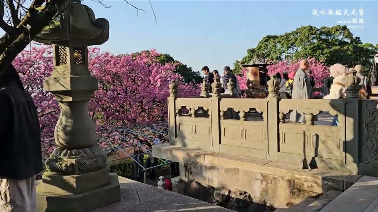 1150210 淡水天元宮│花見櫻花季.三色櫻│幾米合作搭配上繪本《閉上眼睛一下下》的故事場景