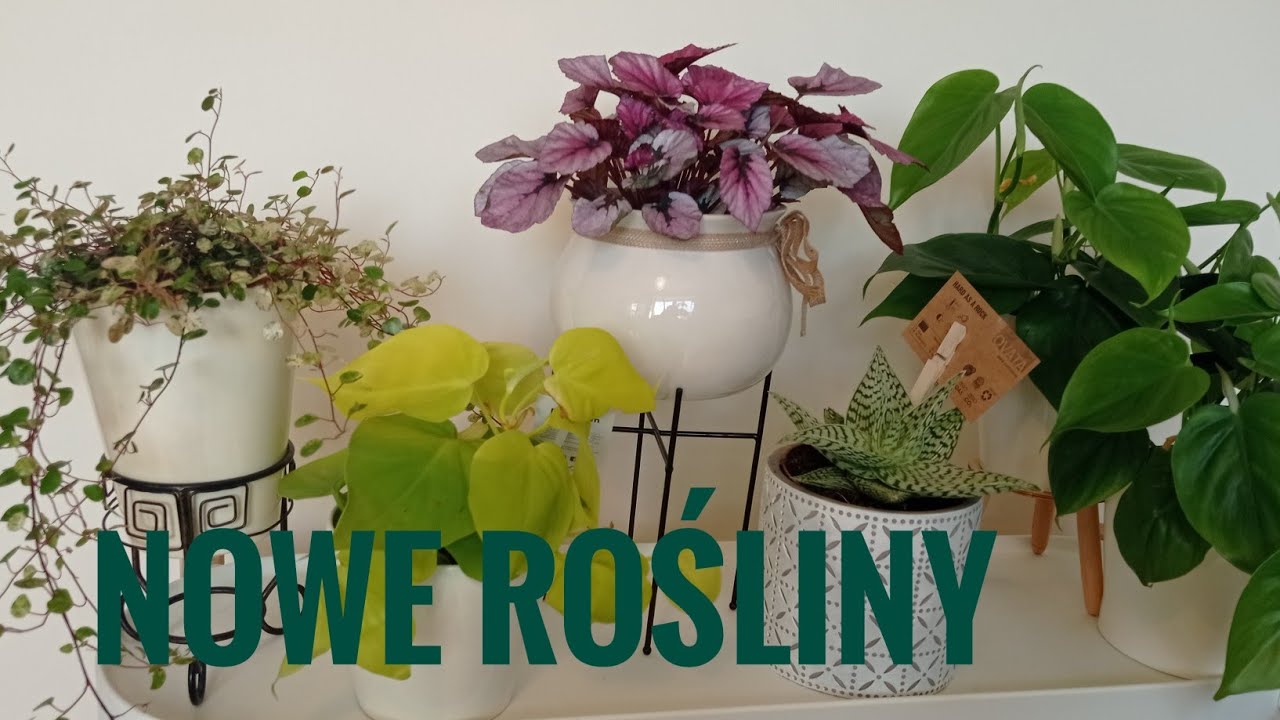 Nowe rośliny 💚 Roślinne aktualizacje 🍀