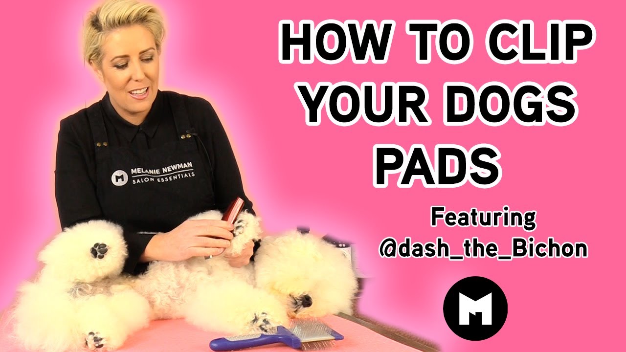 How to clip your dogs pads