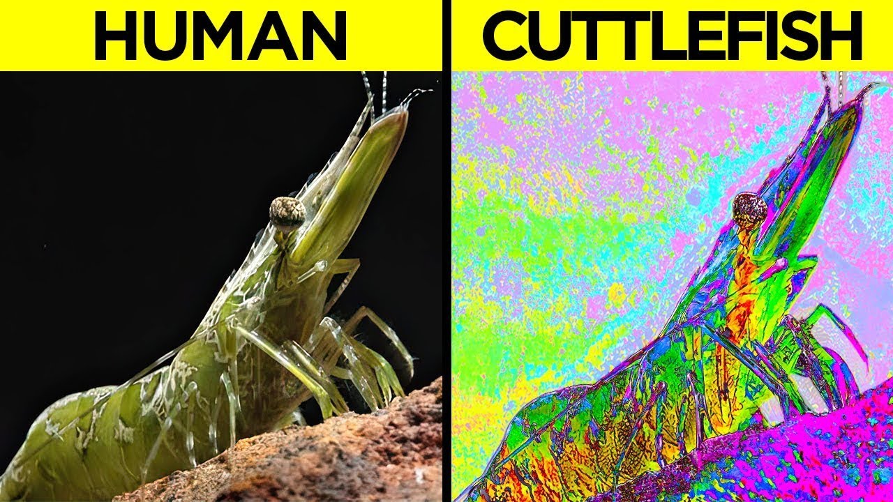 How Different Animals See The World