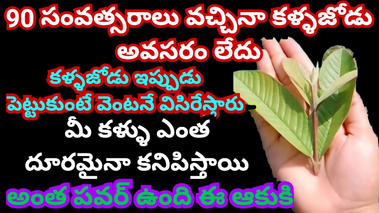 90 సంవత్సరాలు వచ్చినా కళ్ళజోడు అవసరం లేదు అంత పవర్ ఉంది ఈ ఆకుకి మీ కళ్ళు ఎంత దూరమైనా కనిపిస్తాయి