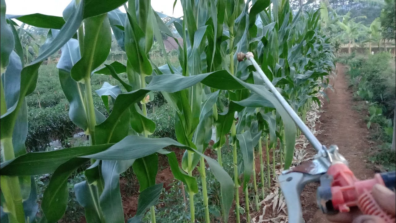 Ternyata Ini.!! Pupuk Nutrisi Jagung Agar Buahnya Besar2