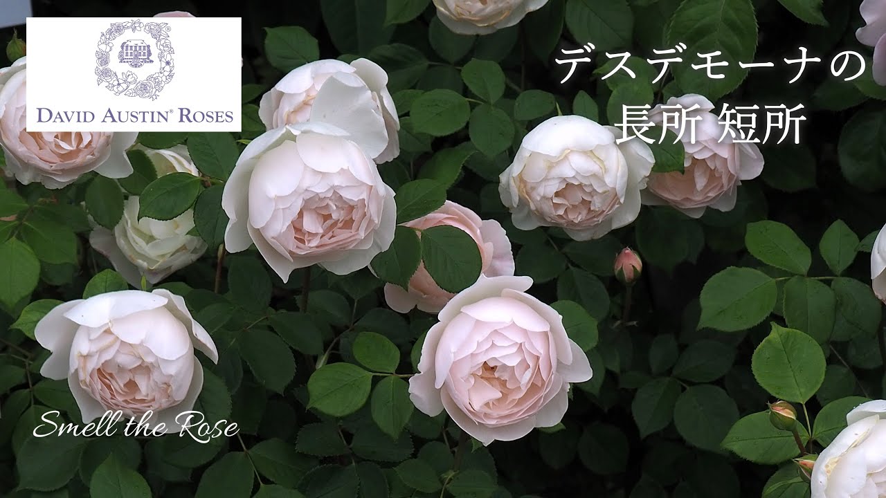 デスデモーナの育て方