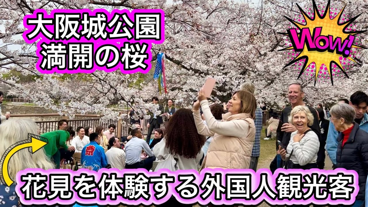 花見を楽しむ外国人観光客 待望の桜満開の大阪城公園 2024年
