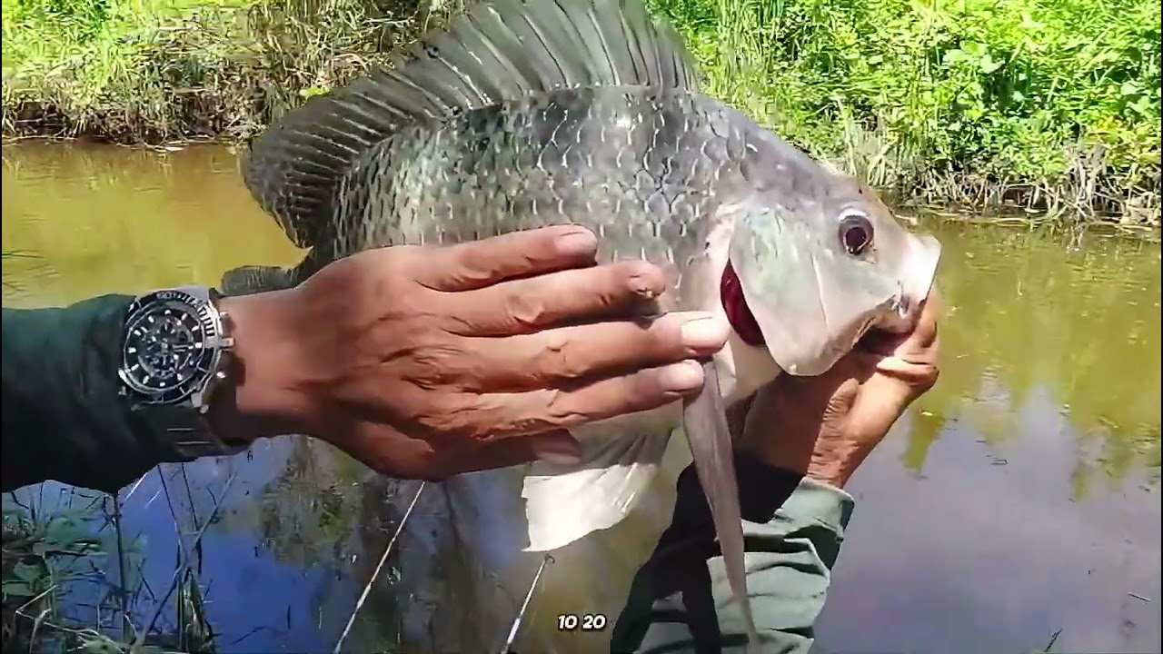 Episode 137, masuk jalur extreme.!!! Mancing alam liar papua selatan 🐟🐟‼️‼️  #mancingmania #merauke