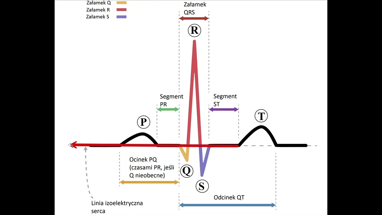 1. Podstawy EKG - PQRST i segmenty.