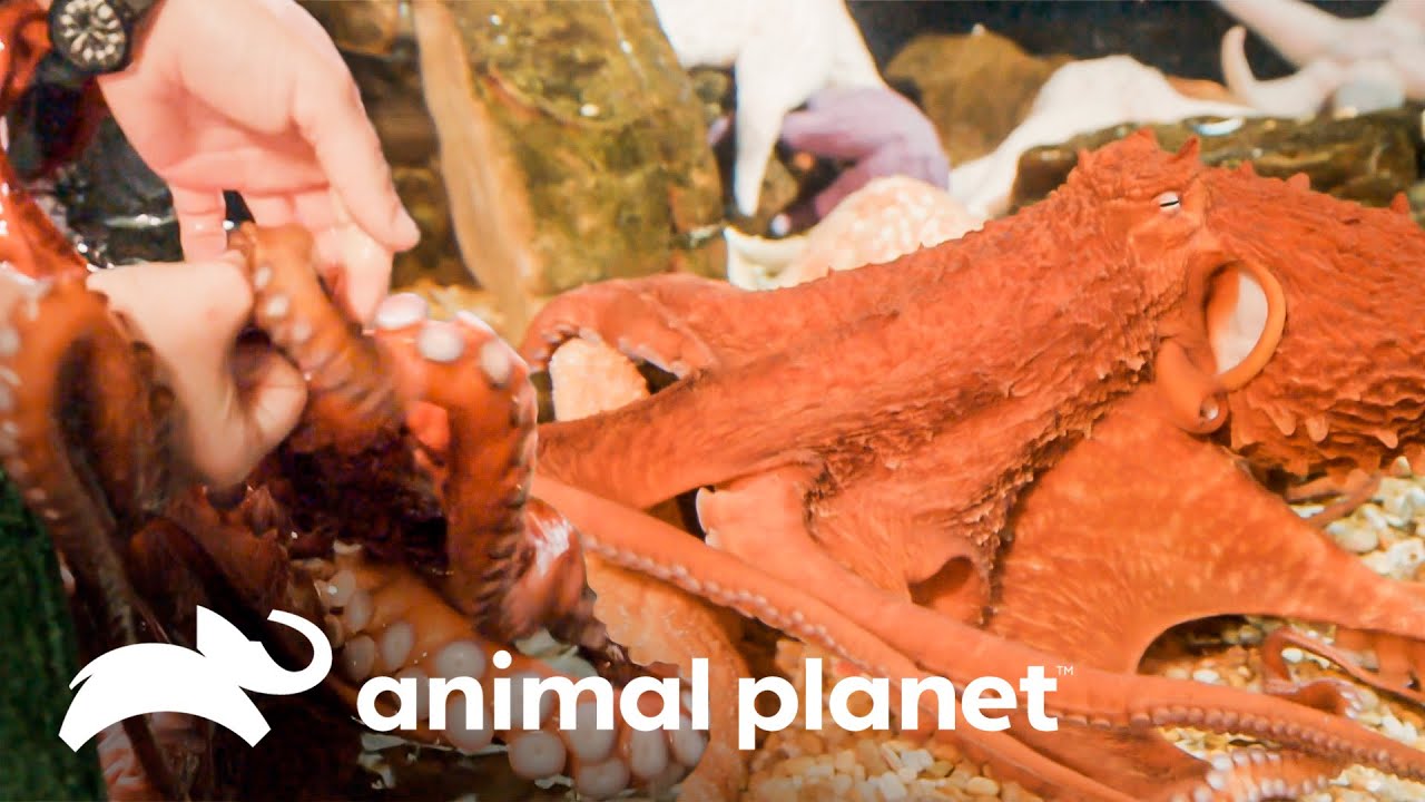 Los pulpos gigantes también pueden jugar | El Acuario | Animal Planet