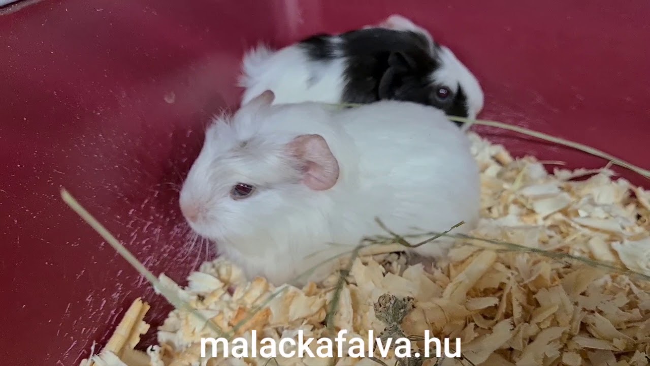 Tengerimalac - malackafalva - tenyészet