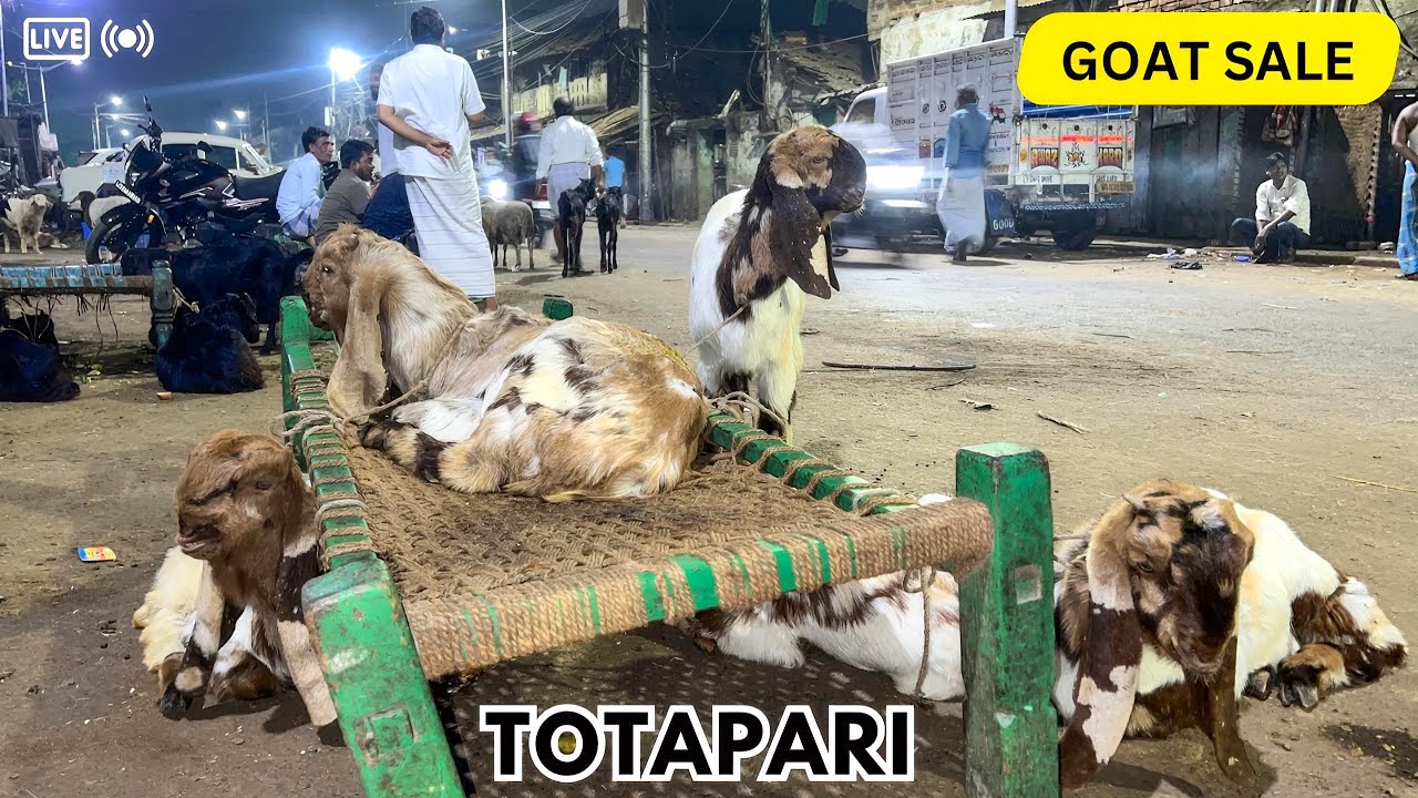 Totapari Goat Market in Kolkata | Baby Goats