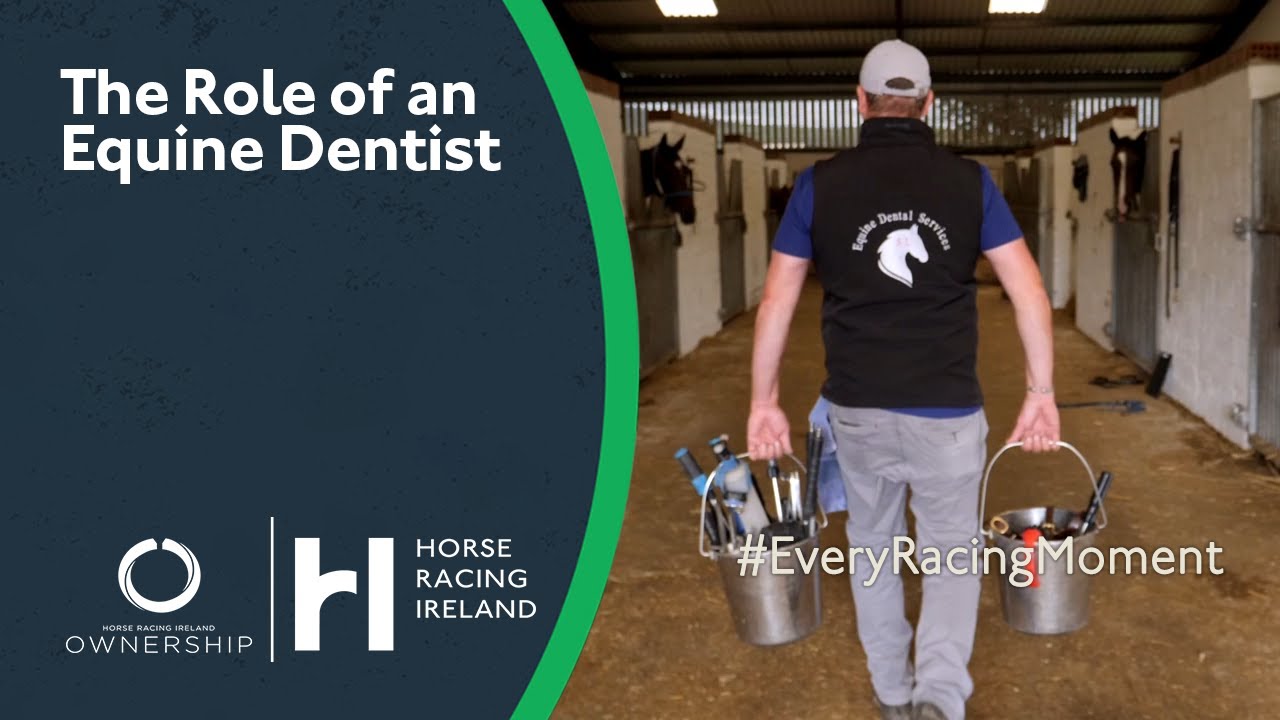The Role of an Equine Dentist