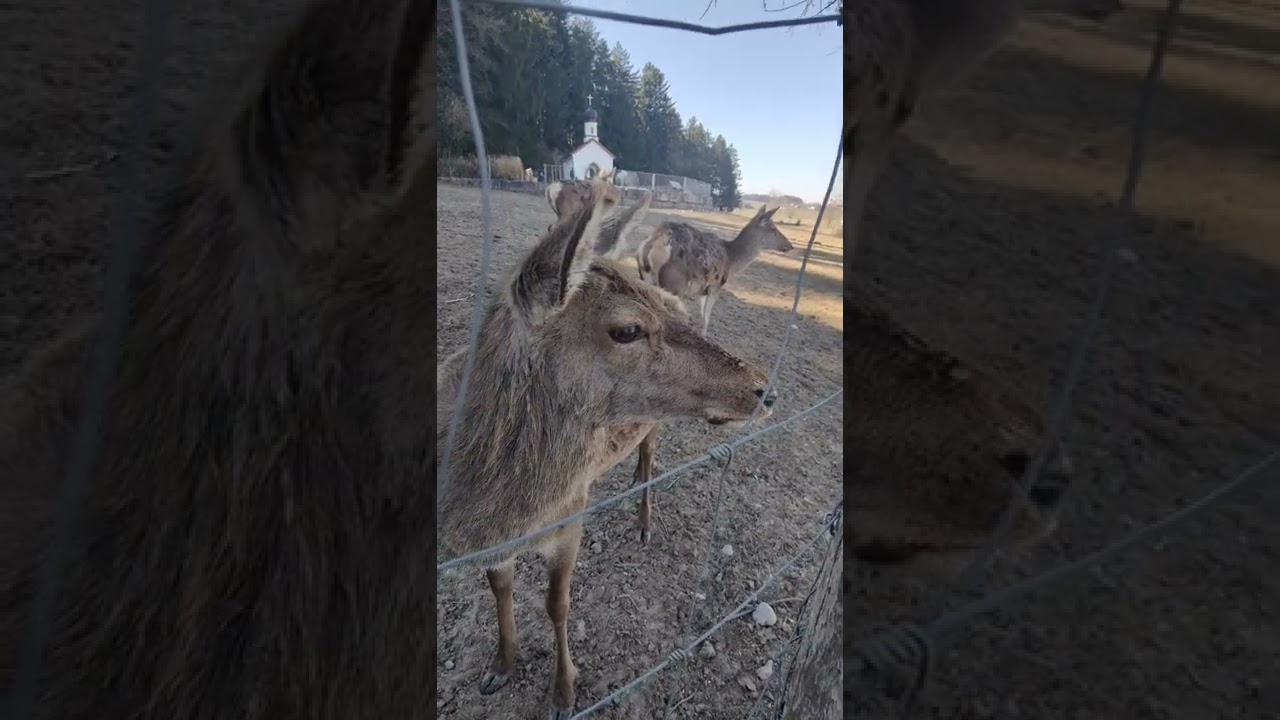 德国森林动物公园 Wildfreizeitpark Oberreith Bayern Germany