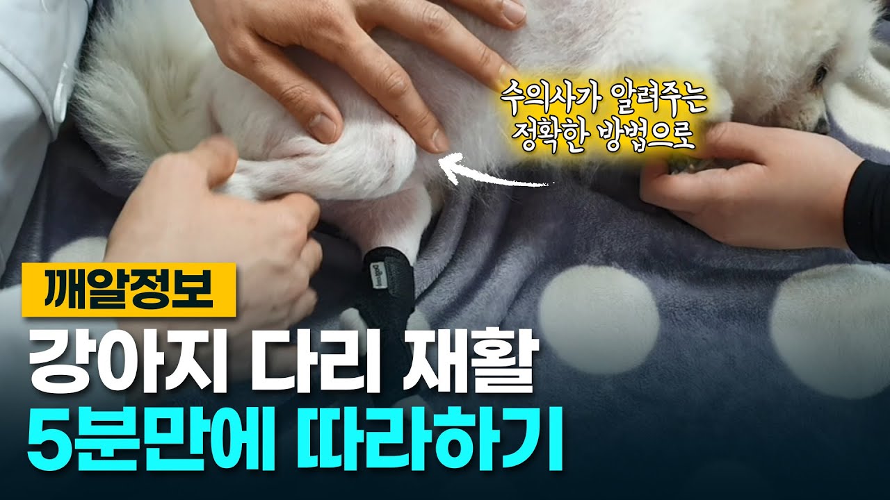 집에서 하는 강아지 다리 재활운동/물리치료 (ft. 슬개골 마사지)