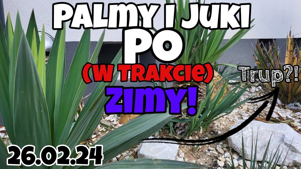Ogród Końcem Zimy! Palmy Bez Osłon Stan Roślin Na Koniec Lutego!